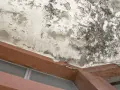 Plafond dégradé par un dégât des eaux en copropriété appartement. Peinture cloquée, moisissures noires et taches d'humidité visibles.