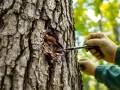 Une main gantée prélève de la résine sur un vieil arbre. Peut-on abattre un arbre de plus de 30 ans ? La nature a ses secrets.