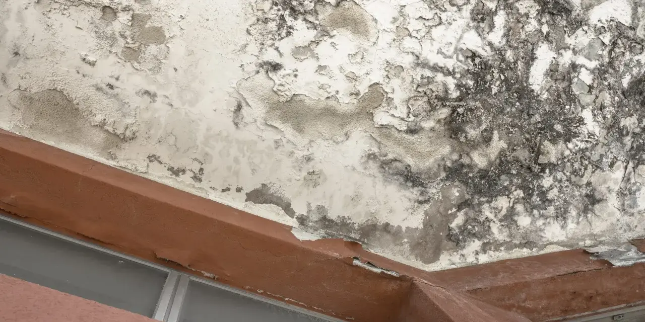 Plafond dégradé par un dégât des eaux en copropriété appartement. Peinture cloquée, moisissures noires et taches d'humidité visibles.