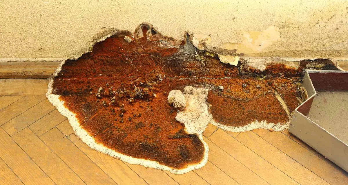 Gros plan sur une mérule, un vice caché dévastateur, qui ronge le parquet et le mur. La moisissure orange et blanche s'étend, signe d'une humidité persistante.
