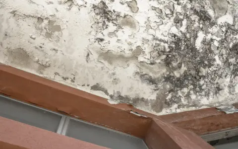 Plafond dégradé par un dégât des eaux en copropriété appartement. Peinture cloquée, moisissures noires et taches d'humidité visibles.