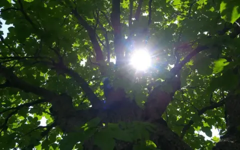 Le soleil perce à travers les feuilles d'un arbre de plus de 20 mètres, créant un halo lumineux.