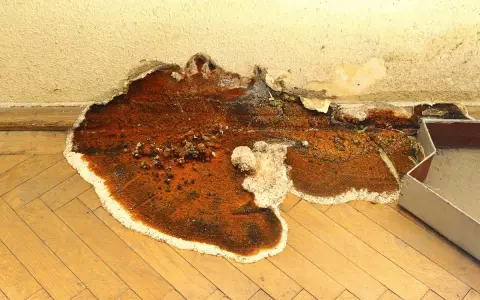 Gros plan sur une mérule, un vice caché dévastateur, qui ronge le parquet et le mur. La moisissure orange et blanche s'étend, signe d'une humidité persistante.