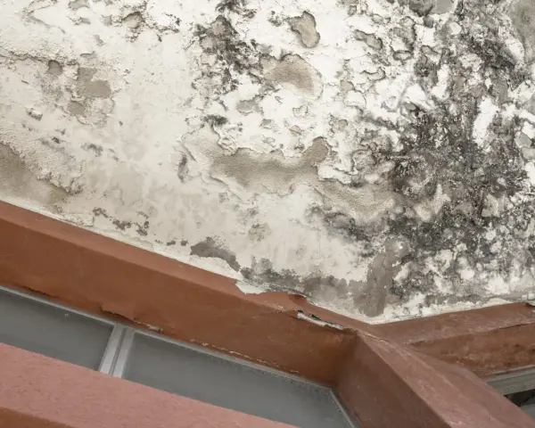 Plafond dégradé par un dégât des eaux en copropriété appartement. Peinture cloquée, moisissures noires et taches d'humidité visibles.