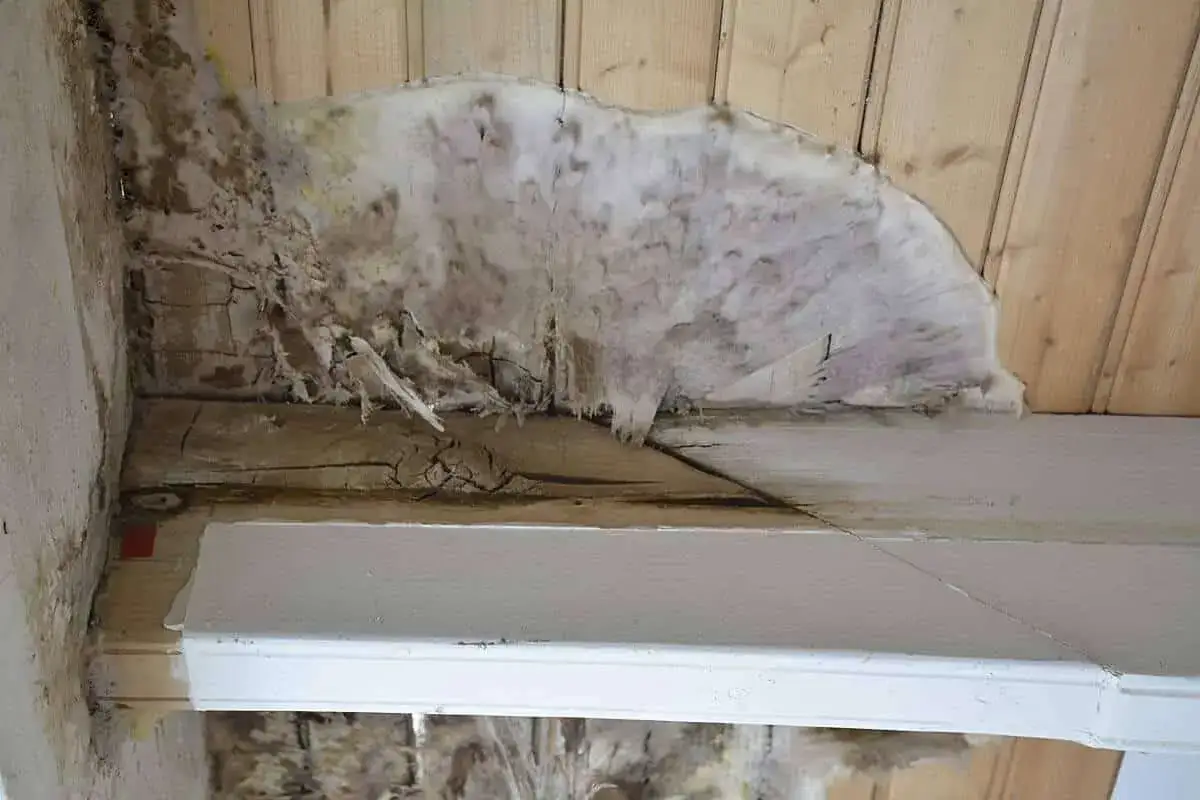 Gros plan sur une mérule vice caché envahissant une charpente en bois. La moisissure blanche et brune dégrade le bois, signe d'une humidité persistante.